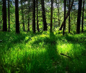 Trawa, Dzień, Słoneczny, Drzewa, Las