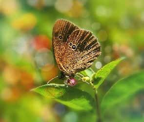 Przestrojnik trawnik, Motyl