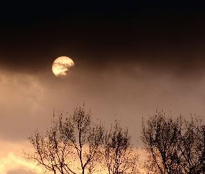 Wieczór, Księżyc, Drzew, Wierzchołki