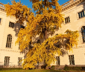 Drzewo, Dom, Pożółkłe