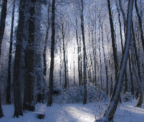 Przebijające światło, Krzewy, Śnieg, Zima, Las, Drzewa