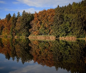 Jezioro, Odbicie, Las, Drzewa, Jesień