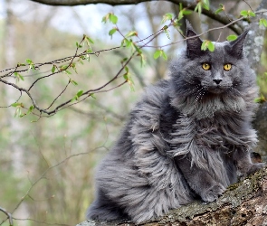Gałązki, Drzewo, Kot, Maine coon
