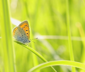 Źdźbła, Trawa, Motyl, Czerwończyk nieparek