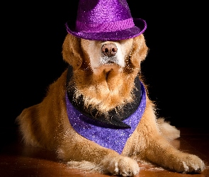 Golden retriever, Tło, Ciemne, Kapelusz, Pies