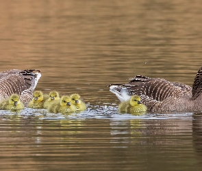 Pisklęta, Jezioro, Gęsi gęgawy