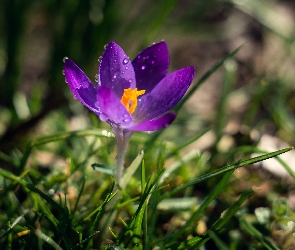 Fioletowy, Trawa, Krople, Krokus, Kwiat