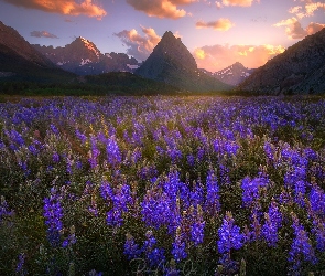 Góry, Kwiaty, Park Narodowy Glacier, Łąka, Montana, Dolina, Stany Zjednoczone, Łubiny