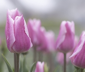 Rozmycie, Liście, Kwiaty, Tulipany, Pąki, Różowy