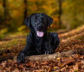 Liście, Labrador retriever, Pies, Czarny