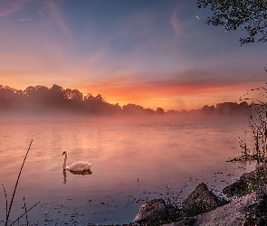 Wschód słońca, Biały, Trawy, Łabędź, Kamienie, Drzewo, Poranek, Mgła, Jezioro