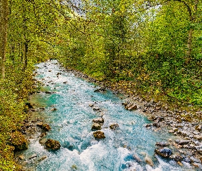 Rzeka, Drzewa, Rośliny, Kamienie, Las