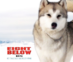 Eight Below