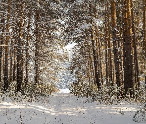 Śnieg, Dzień, Las, Zima, Droga, Słoneczny