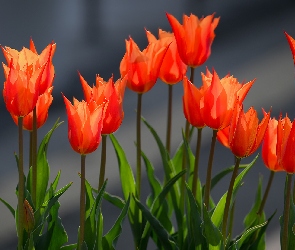 Zbliżenie, Pomarańczowo-czerwone, Kwiaty, Tulipany
