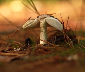 Grzyb, Igliwie, Ułamany