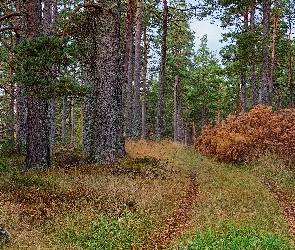 Trawa, Liście, Drzewa, Krzewy, Droga, Jesień, Kamienie