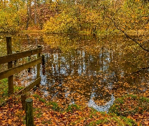 Staw, Ogrodzenie, Liście, Drzewa, Jesień