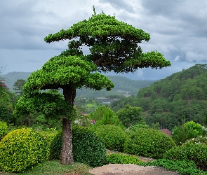Chmury, Niebo, Drzewo, Krzewy, Bonsai, Góra, Cedr