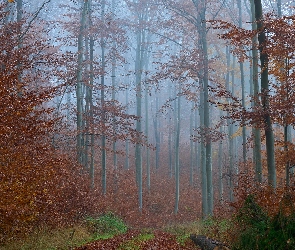 Liście, Zrudziałe, Las, Jesień, Mgła, Drzewa