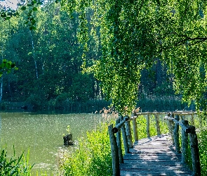 Drzewa, Las, Jezioro, Mostek