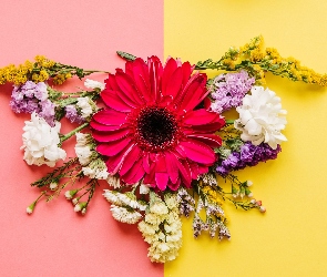 Kolorowe tło, Gerbera, Kompozycja, Kwiaty