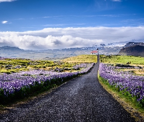 Chmury, Góry, Droga, Łubin, Półwysep Snaefellsnes, Kwiaty, Islandia, Kościół