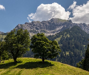 Drzewa, Niebo, Chmury, Lato, Góry