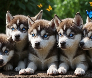 Siberian husky, Motyle, Szczeniaki