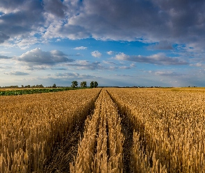 Drzewa, Chmury, Zboże, Pole, Ścieżka, Niebo