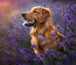 Golden retriever, Lawenda, Kwiaty, Język, Pies