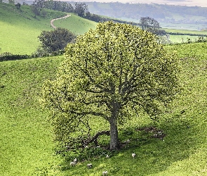 Łąka, Wzgórze, Owce, Trawa, Drzewo