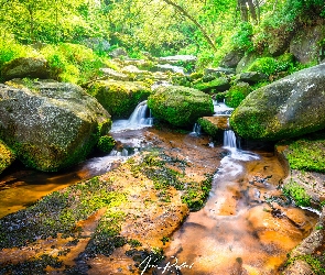 Las, Drzewa, Kamienie, Rzeka