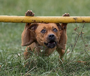 Staffordshire Bull terrier, Trawa, Pies