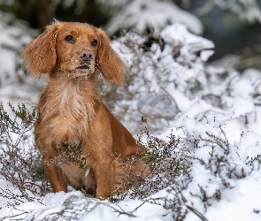 Working cocker spaniel, Śnieg, Pies