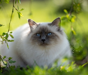 Zieleń, Niebieskooki, Kot, Ragdoll