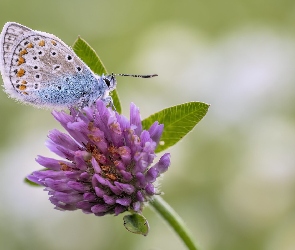 Modraszek ikar, Koniczyna, Kwiat, Roślina, Motyl