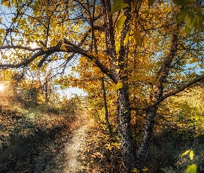 Drzewa, Promienie słońca, Droga, Ścieżka, Jesień