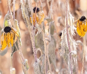 Rudbekie, Kwiaty, Przekwitnięte