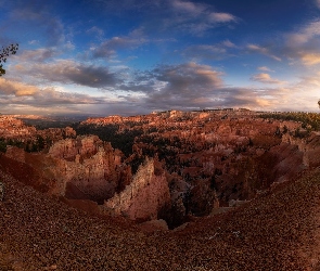 Utah, Park Narodowy Bryce Canyon, Drzewa, Stany Zjednoczone, Korzenie, Kanion, Sosny
