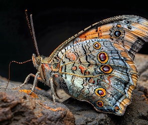 Kamienie, Grafika, Tło, Czarne, Motyl