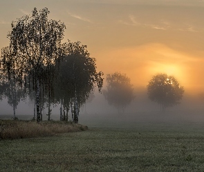 Wschód słońca, Mgła, Trawa, Pola, Drzewa, Brzozy