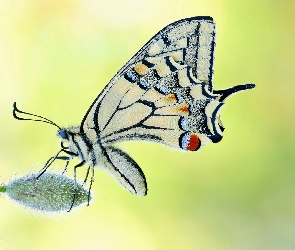 Paź królowej, Pąk, Motyl