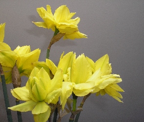 Kwiatki, Żółte