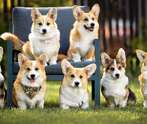Fotel, Welsh corgi cardigan, Psy