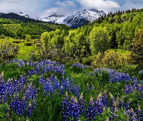 Stany Zjednoczone, Kwiaty, Drzewa, Łubin, Łąka, Mount Sneffels, Kolorado, Góry, San Juan Mountains
