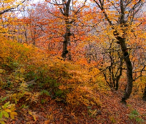 Opadłe, Krzewy, Las, Liście, Drzewa, Jesień, Pożółkłe