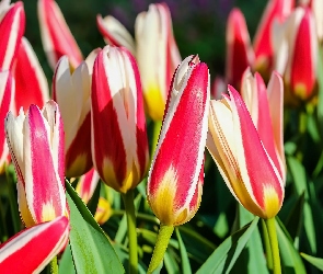 Dwukolorowe, Tulipany, Kwiaty