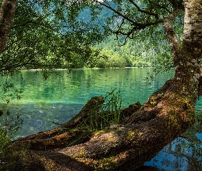 Salzkammergut, Drzewa, Jezioro Offensee, Ebensee, Austria