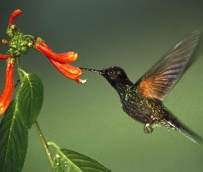 kwiat, Koliber